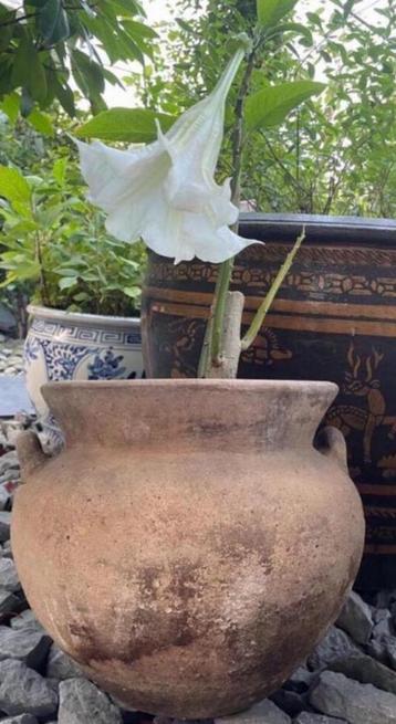Oud Hollandse terracotta kwaliteit bloempot kruk Brugmansia beschikbaar voor biedingen