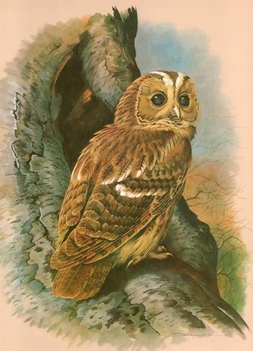 Bosuil Strix Aluco in Boom door Basil Ede., Verzamelen, Overige Verzamelen, Zo goed als nieuw, Ophalen of Verzenden