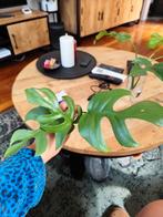 Gewortelde stekjes monstera minima, Huis en Inrichting, Kamerplanten, Ophalen, Overige soorten, Minder dan 100 cm