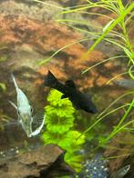 2 zwarte mollies, Dieren en Toebehoren, Vissen | Aquariumvissen, Vis, Zoetwatervis