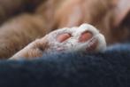 Urntjes voor katten, Ophalen of Verzenden, Nieuw