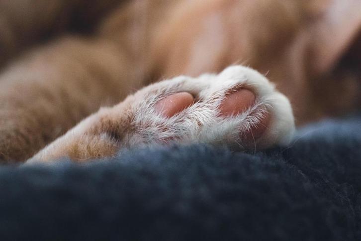 Urntjes voor katten, Dieren en Toebehoren, Katten-accessoires, Nieuw, Ophalen of Verzenden