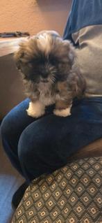 Mooie shih tzu x  boomer pups, Dieren en Toebehoren, Overige rassen, 8 tot 15 weken, Meerdere, Meerdere dieren