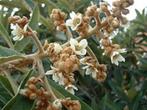Eriobotrya japonica Japanse mispel eetbaar, Vaste plant, Ophalen of Verzenden, Halfschaduw, Fruitplanten