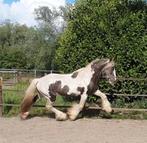 Fantastische silverdapple en buckskin/Pearl  ter dekking, Hengst