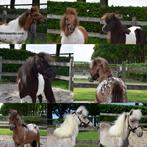 Meerdere aparte minipaardjes uit onze opfok, Dieren en Toebehoren, Pony's, Meerdere dieren, Recreatiepony, Gechipt