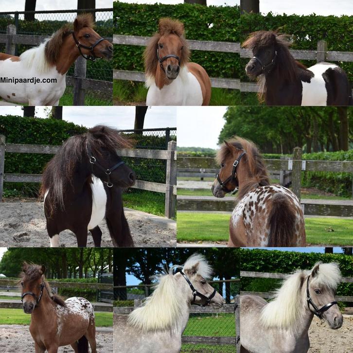 Meerdere aparte minipaardjes uit onze opfok, Dieren en Toebehoren, Pony's, Meerdere dieren, Recreatiepony, Met stamboom, Gechipt