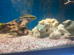 6 kersenbuik cichlide en 3 corydoras, Vis