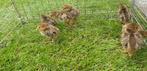 Jonge goudfazant kuikens, Dieren en Toebehoren, Geslacht onbekend, Overige soorten