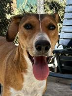 ACE: Ziggy is een sociale, lieve hond, Particulier, Rabiës (hondsdolheid), Buitenland, Teef