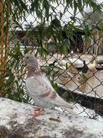 Piepers kleurpostduif, Dieren en Toebehoren, Vogels | Duiven, Meerdere dieren, Postduif