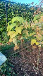 Catalpa, Tuin en Terras, 100 tot 250 cm, Zomer, Volle zon, In pot