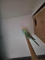 Parkieten, Dieren en Toebehoren, Vogels | Parkieten en Papegaaien, Meerdere dieren, Parkiet