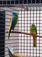 Wildkleur turquoisine, Mannelijk, Parkiet