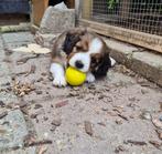 Mooie pups cavalier king charles spaniel x kooiker, Dieren en Toebehoren, Honden | Niet-rashonden, 8 tot 15 weken, Meerdere, Meerdere dieren
