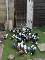 Dönek Duiven, Dieren en Toebehoren, Vogels | Overige Vogels, Meerdere dieren