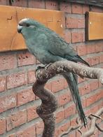 Kakariki man, Dieren en Toebehoren, Vogels | Parkieten en Papegaaien, Mannelijk, Parkiet, Geringd