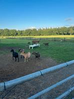 Geiten, Vrouwelijk, Geit