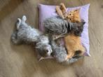 Britse langhaar kittens, Dieren en Toebehoren, Katten en Kittens | Raskatten | Langhaar, 0 tot 2 jaar