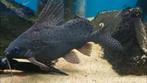 Synodontis Eupterus, Dieren en Toebehoren