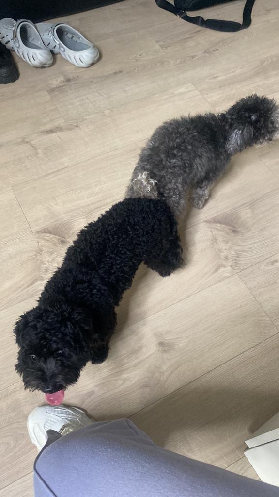 Eind December • Maltipoo puppies te koop, Dieren en Toebehoren, Honden | Chihuahua's en Gezelschapshonden, Reu, Overige rassen