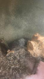 Melanoïde  Axolotl, Dieren en Toebehoren, Ophalen, Zo goed als nieuw, Grind, Zand of Voedingsbodem