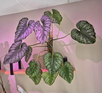 Philodendron Mamei - Prachtige kamerplant! beschikbaar voor biedingen