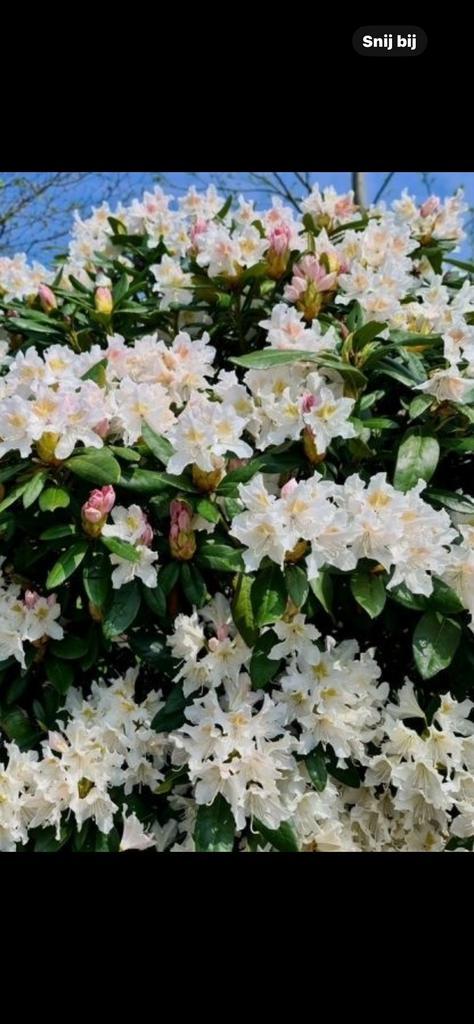 Te koop Rhododendrons in alle maten, Tuin en Terras, Planten | Struiken en Hagen, Ophalen of Verzenden