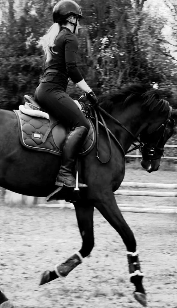 Paard (ruin), Dieren en Toebehoren, Paarden, Ruin, B, 160 tot 165 cm, 3 tot 6 jaar, Recreatiepaard, Met stamboom, Gechipt, Ontwormd