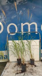 Miscanthus sinensis gracillimus prachtriet siergras, Tuin en Terras, Planten | Tuinplanten, Ophalen, Volle zon, Vaste plant, Siergrassen