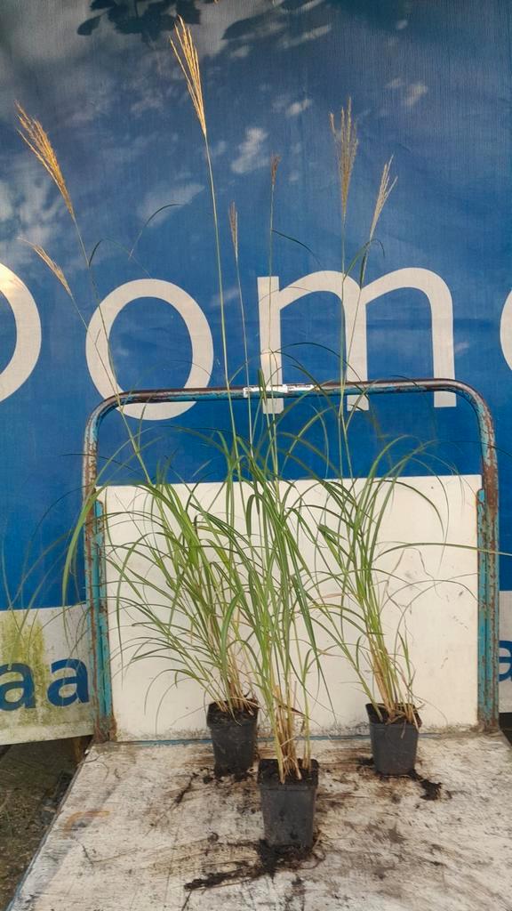 Miscanthus sinensis gracillimus prachtriet siergras, Tuin en Terras, Planten | Tuinplanten, Vaste plant, Siergrassen, Volle zon