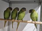 Rosekop edelparkiet, Meerdere dieren, Parkiet