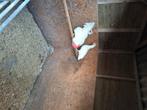 Ned.Witte leghorn groot, Dieren en Toebehoren, Vrouwelijk, Kip