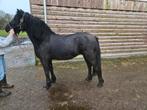 Fell pony draver veulen merrie d pony hengstveulen, Meerdere dieren