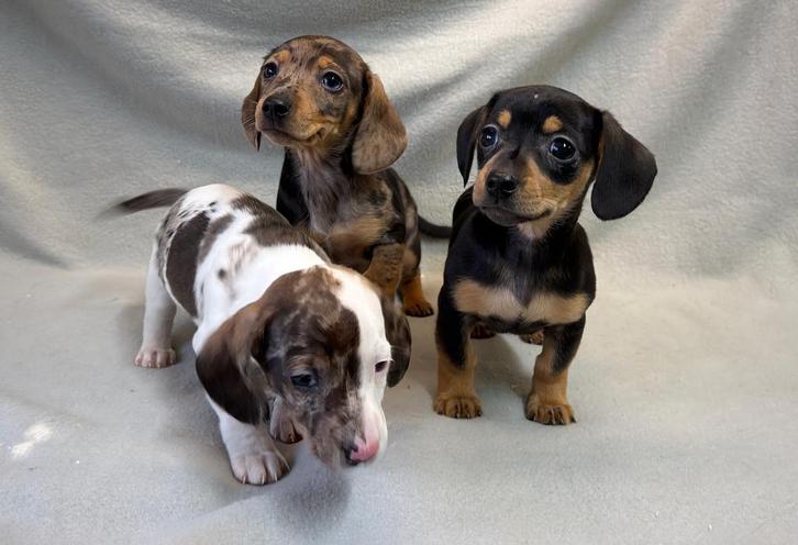 Teckel pups, Dieren en Toebehoren, Honden | Teckels en Dashonden, Meerdere dieren, Korthaar, Dwerg, Fokker | Professioneel, Meerdere