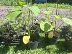 Groenteplanten, biologisch, Tuin en Terras, Planten | Tuinplanten, Ophalen, Volle zon, Groenteplanten, Eenjarig