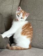 En wonder katje van 8 weken, Kater