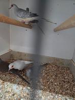 Diamant duifjes, Dieren en Toebehoren, Vogels | Duiven, Meerdere dieren, Overige soorten