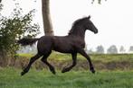 Twee zeer mooie friezen veulens., Dieren en Toebehoren, Paarden, Merrie, Niet van toepassing, Gechipt, 0 tot 2 jaar