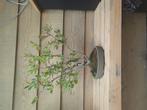 Ilex Verticallata bonsai, Ophalen, Halfschaduw, Overige soorten, Lente