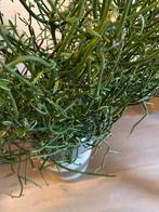 Potloodplant (Euphorbia tirucalli) - Alleen Ophalen!Gratis., Tuin en Terras, Planten | Tuinplanten, Overige soorten, Volle zon