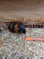 Diverse soorten jonge cavia's zeugjes beertjes, Dieren en Toebehoren, Oktober, Meerdere dieren, Cavia
