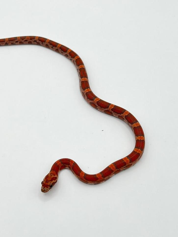 Rattenslang, Dieren en Toebehoren, Reptielen en Amfibieën, Slang, 0 tot 2 jaar