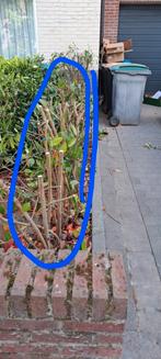 gratis afhalen 15 stuks Glansmispel, Tuin en Terras, Ophalen