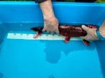 Koi karpers, Dieren en Toebehoren, Vissen | Vijvervissen, Karper of Koi
