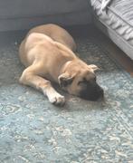 Orginele Anatolische herder, Dieren en Toebehoren, Honden | Herdershonden en Veedrijvers, Particulier, Rabiës (hondsdolheid), 15 weken tot 1 jaar