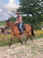 2 lieve (draver) merries te koop, Dieren en Toebehoren, Paarden, Merrie, Zadelmak, Recreatiepaard, Gechipt