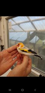 Putters Major, Dieren en Toebehoren, Vogels | Overige Vogels, Meerdere dieren, Wildzangvogel