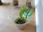 Monstera Siltepecana El Salvador kopstek geworteld plant, Ophalen of Verzenden, Overige soorten, Minder dan 100 cm