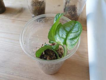 Monstera Siltepecana El Salvador kopstek geworteld plant beschikbaar voor biedingen